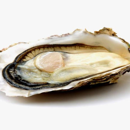 FOXLEY RIVER OYSTER